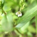 Veronica catenata പുഷ്പം