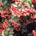 Pyracantha coccineaFrutto