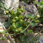 Merremia hederacea Habitus