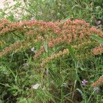 Rumex cristatus موطن