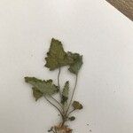 Ecballium elaterium Leaf
