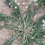 Erigeron bonariensis Hábito