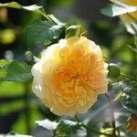 Rosa banksiae Kwiat