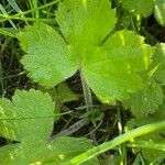 Ranunculus lanuginosus List