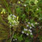 Valerianella dentata Çiçek