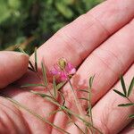 Onobrychis cyri Flower