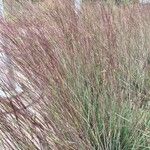 Schizachyrium scoparium Blatt