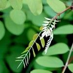 Robinia viscosa Leaf