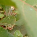 Gymnanthemum amygdalinum Blatt