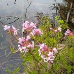 Rhododendron periclymenoides ᱵᱟᱦᱟ
