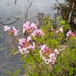 Rhododendron periclymenoides 花