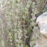 Micromeria myrtifolia Цветок