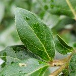 Viburnum rugosum Blatt