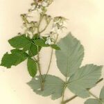 Rubus incanescens Diğer