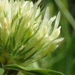 Trifolium ochroleucon 花
