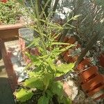 Nicotiana acuminata Blomma