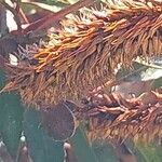 Cunonia capensis Fruto