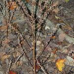 Epifagus virginiana Хабит