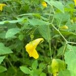 Impatiens noli-tangere Fleur