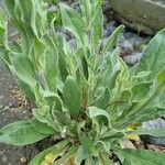 Silene flos-jovis (L.) Greuter & BurdetLeaf