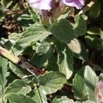 Scutellaria alpina Leaf