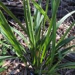 Dianella caerulea Blatt