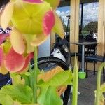 Sarracenia purpureaFlower