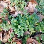 Potentilla reptansYaprak