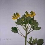 Trigonella esculenta Çiçek