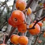 Malus × floribunda Fruit