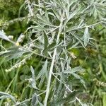 Artemisia absinthium Blatt