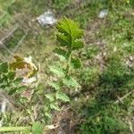 Brassica tournefortii Leaf