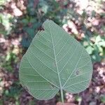 Croton urucurana Leaf