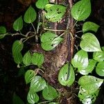 Peperomia calvicaulis