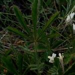 Potentilla heptaphylla Blad