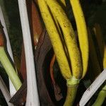 Cecropia insignis Fruto