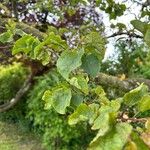 Cercis occidentalis Hostoa