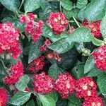 Lantana camara花