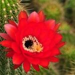 Echinopsis huascha Flor