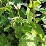 Tinantia erecta Blüte
