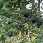 Prunus spinosa Fruto