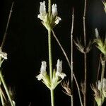 Sideritis bourgeana Habitus