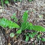 Cirsium filipendulum Leaf