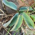 Cissus rotundifolia Lehti