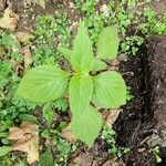 Salvia hispanica Лист