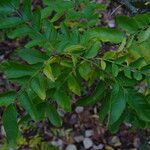 Gleditsia sinensis Blad