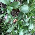 Calendula suffruticosa 葉