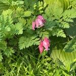 Dicentra eximia Blatt