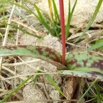 Erythronium dens-canis List