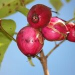 Syzygium cymosum Плод